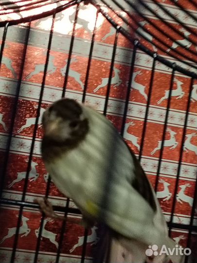 Кенара и канарейки