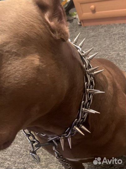 Ошейник с шипами