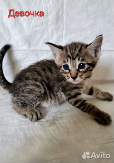 Ориентальные котята