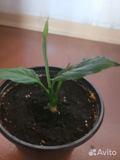 Спатифиллум