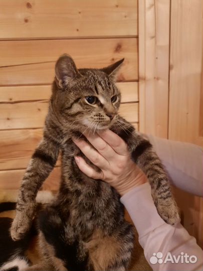 Кошки в добрые руки бесплатно