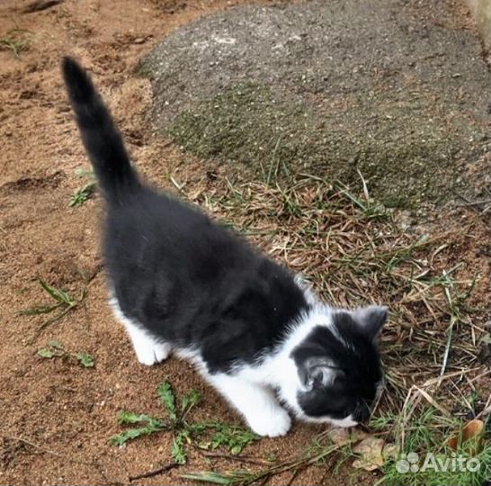 Котята счастье в дом