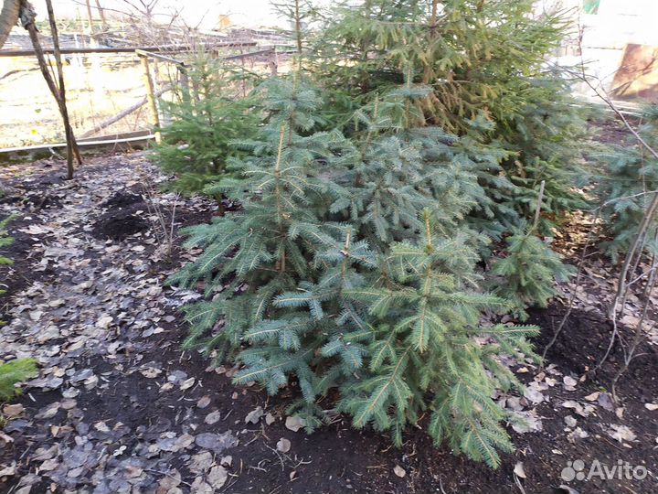 Ель голубая