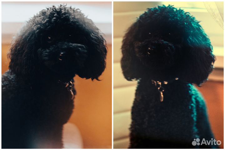 Пудель вязка