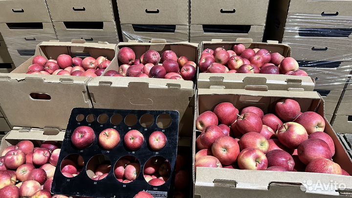 Яблоки оптом