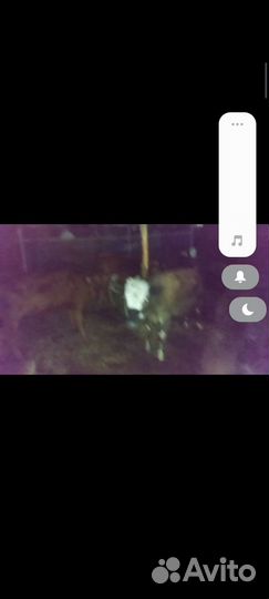 Домашние телочки