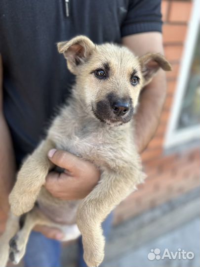 Лучший друг