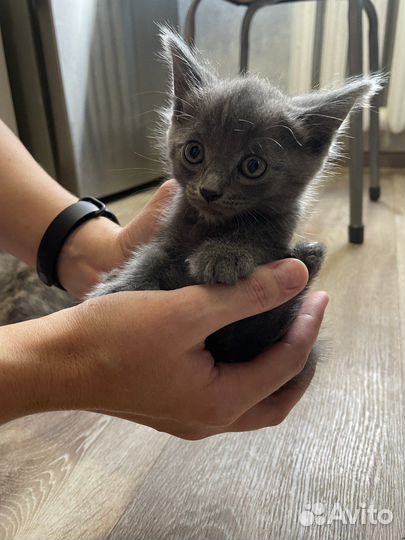 Прелестные котята в добрые руки