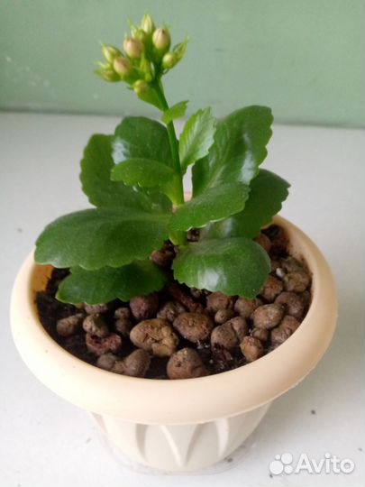 Суккуленты