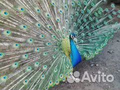 Павлин индийский