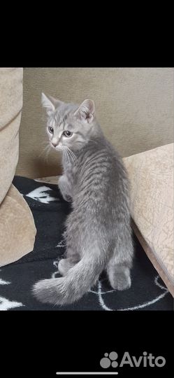 Отдам котёнка в добрые руки