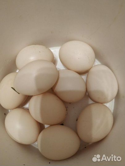 Инкубационное яйцо кур Павловское золото