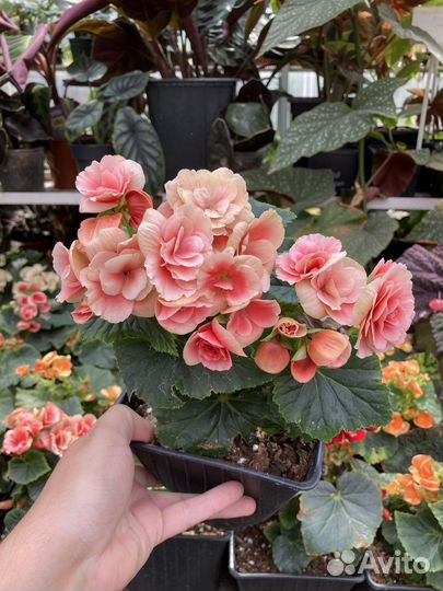 Бегония элатиор из питомника