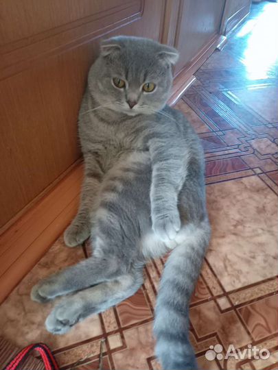 Шотландская