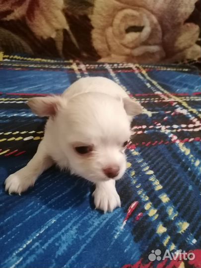 Мальчик чихуахуа