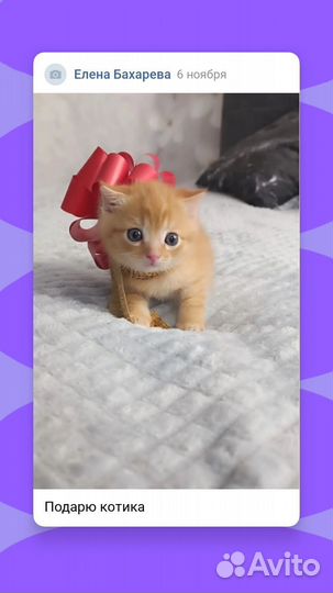 Кошка в дар бесплатно