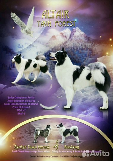 Кобель якутской лайки для вязки