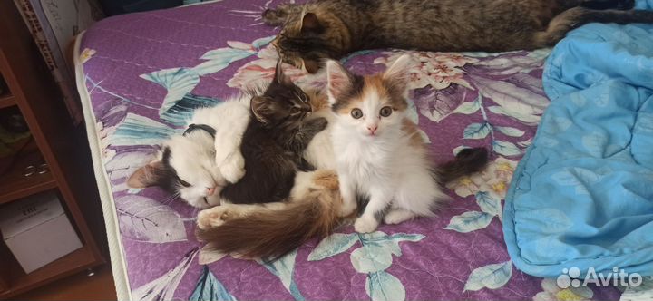 Кошка