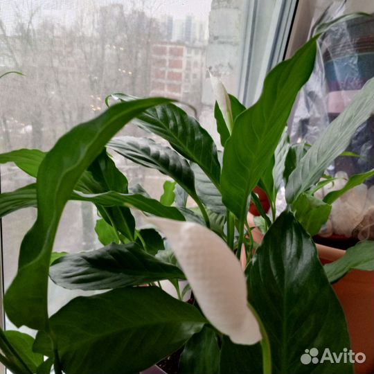 Спатифиллум