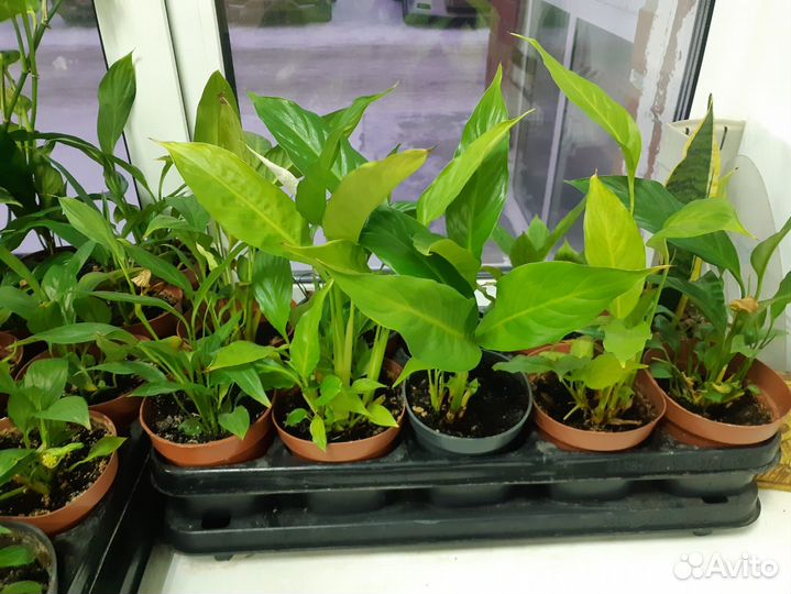 Горшочные цветы