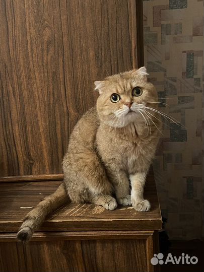 Шотландский вислоухий кот