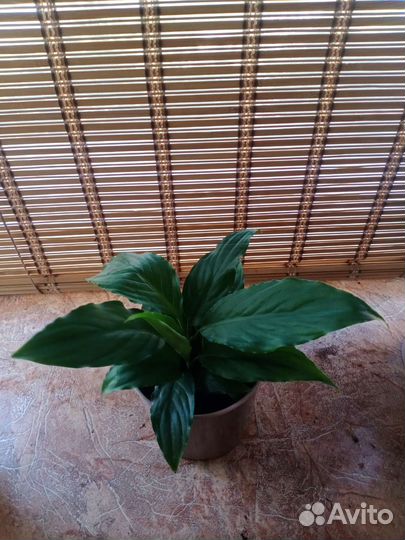 Сочные спатифиллумы