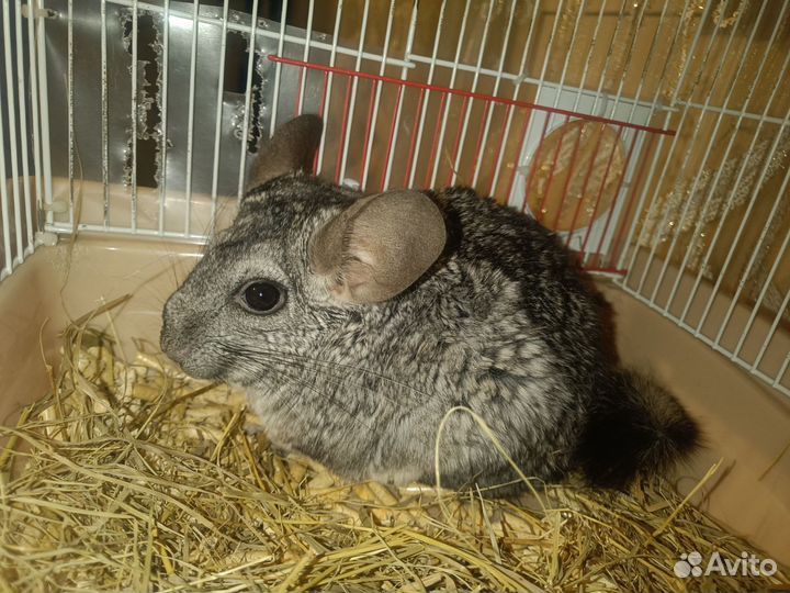 Шиншилла с клеткой