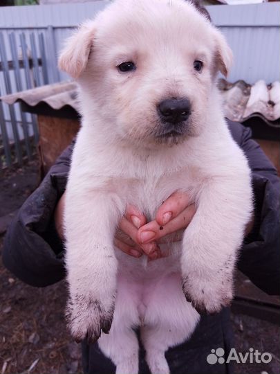 Щенки хаски