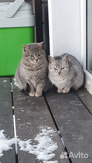 Котята отдам в добрые руки бесплатно