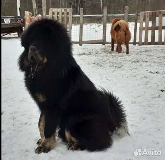 Тибетский мастиф вязка