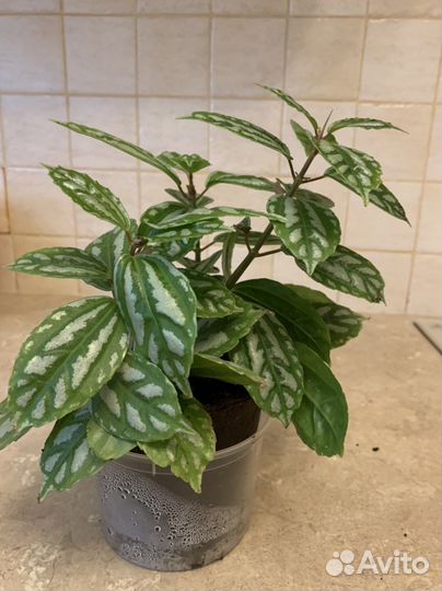 Пилея кадье