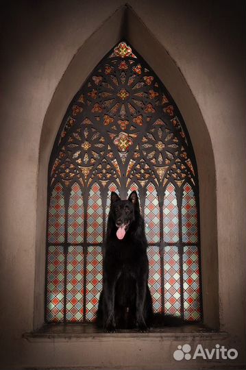 Бельгийская овчарка грюнендаль и тервюрен