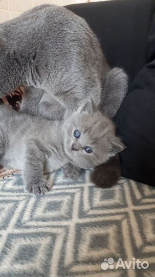 Британские котята