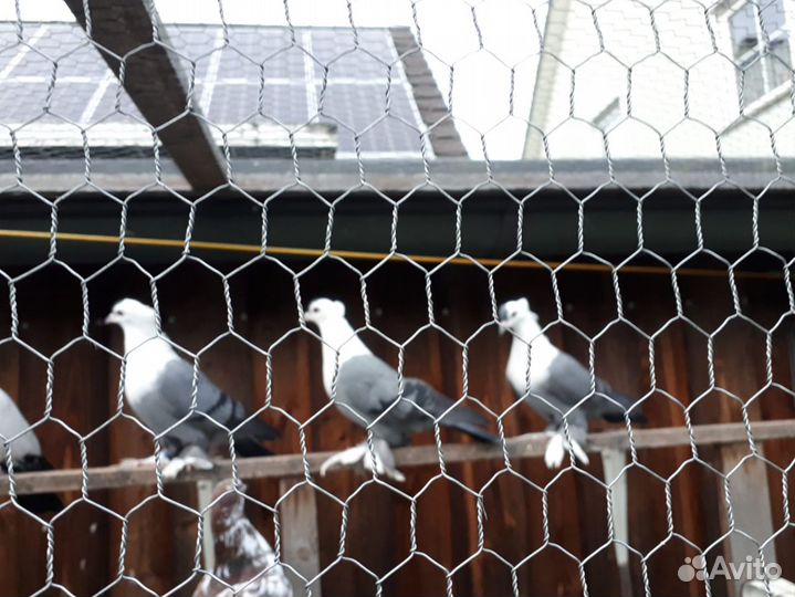 Голуби киевские светляки черные