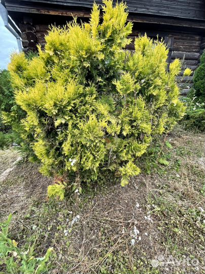 Туя голден глоб