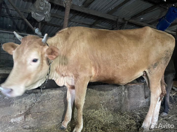 Тёлки год и 2 года