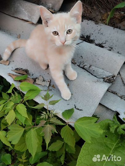 Кошки в добрые руки, остался один котик на первом