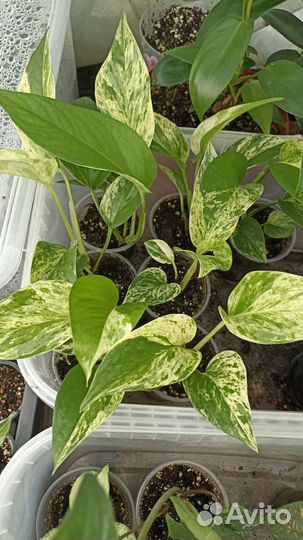 Эпипремнум марбл квин