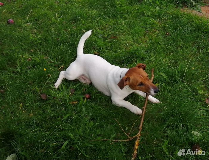 Случка собак