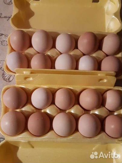 Инкубационное яйцо
