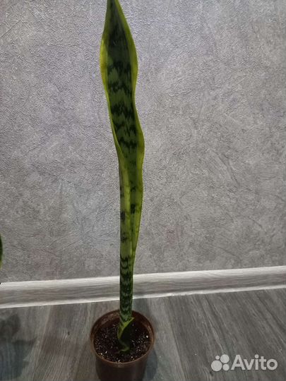 Сансевиерии сортовые