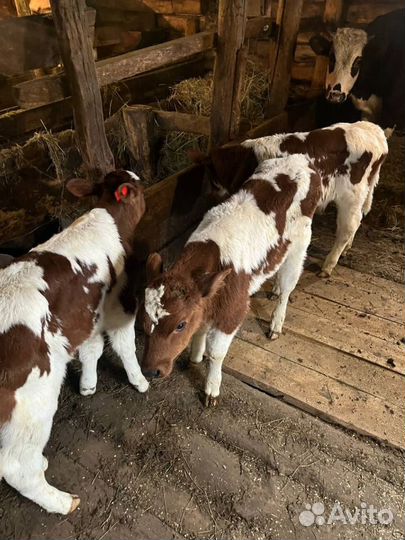 Отменные телята бычки с доставкой на транспорте