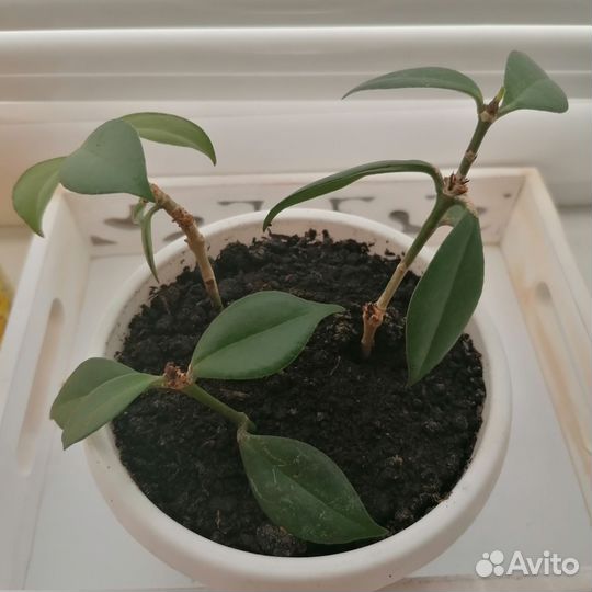 Цветок Эсхинантус, цветок помадка или искажённый