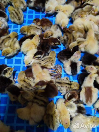 Перепелята суточные