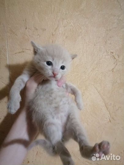 Шикарные котята