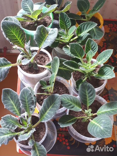 Комнатные цветы