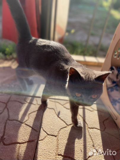 Британка-потеряшка