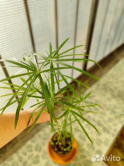 Циперус (папирус)