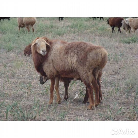 Баранчик на племя