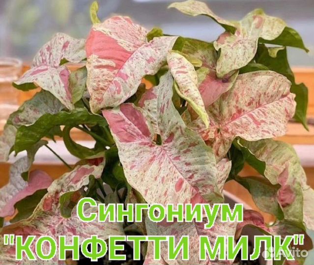 Сингониум клубничный лёд,милк конфетти,филодендрон